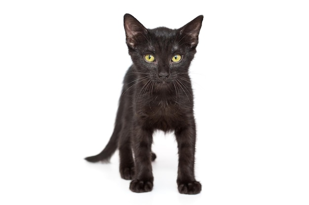 Black Kitten Wednesday Morning
