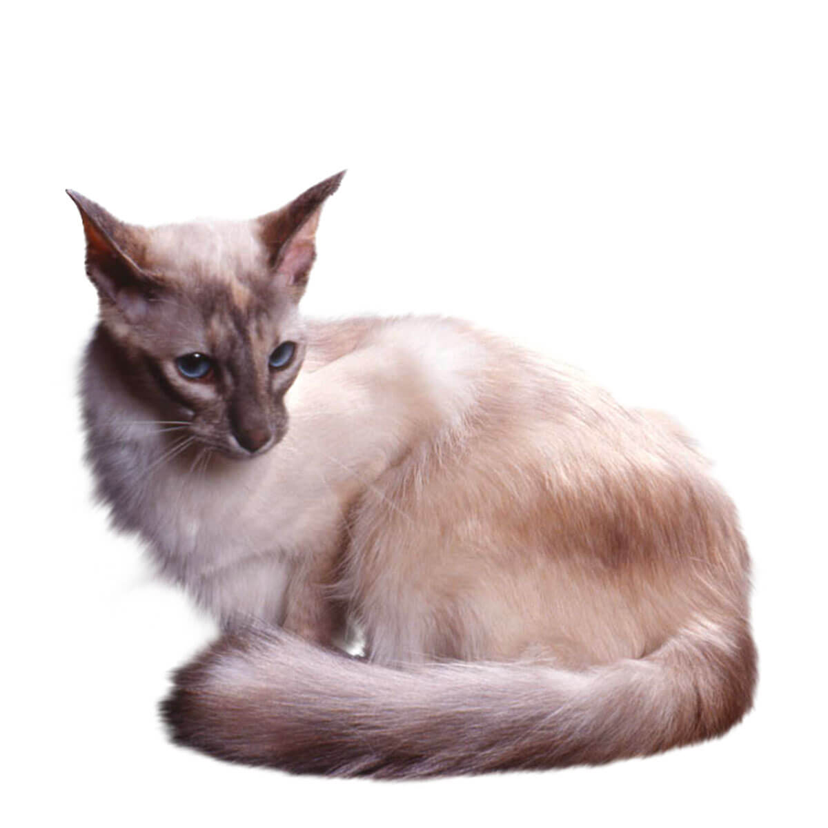 Яванская кошка