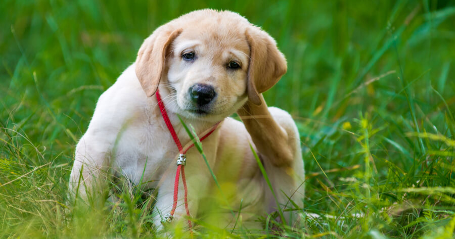 perro campo parasitos