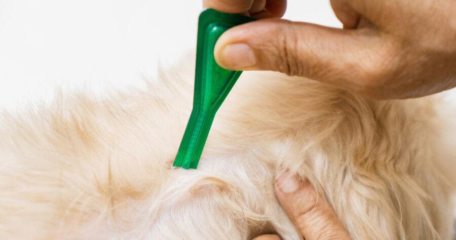 pipetas para perros