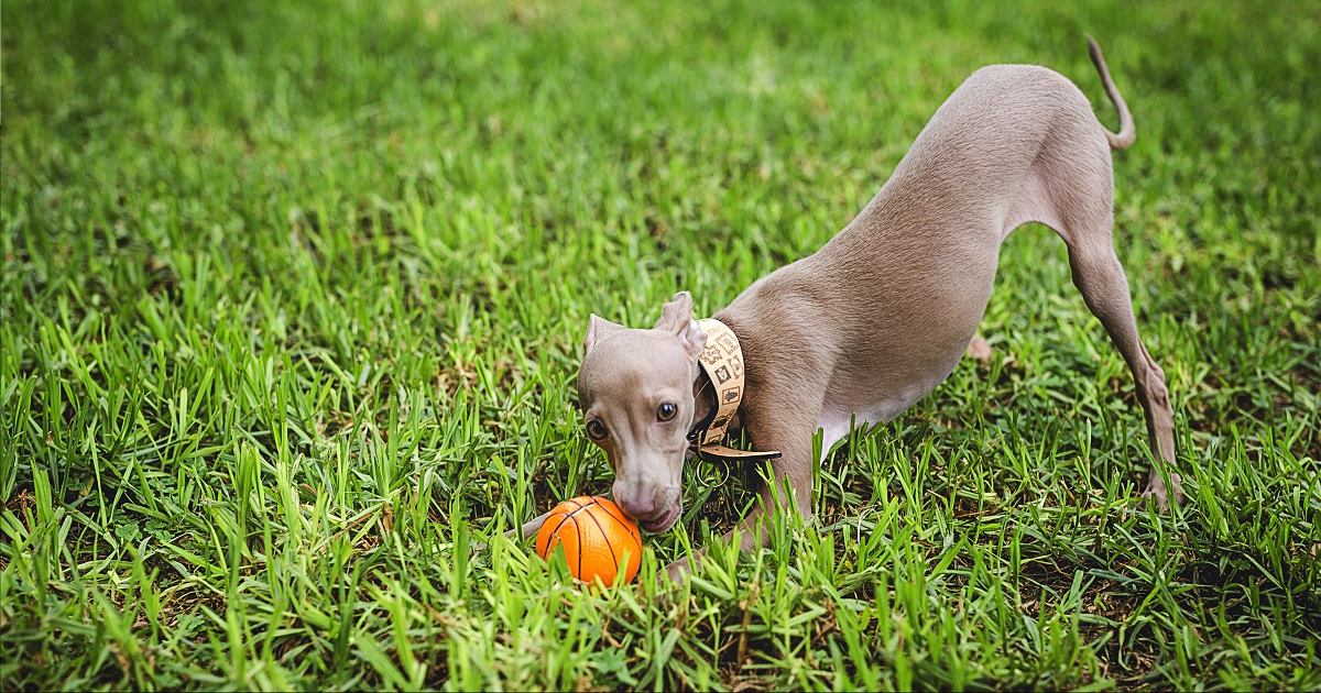perro pequeño lebrel italiano juega a la pelota