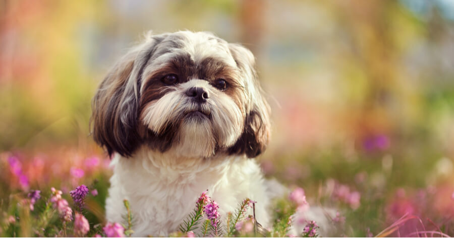 perro pequeño Shih Tzu posa en un campo de flores
