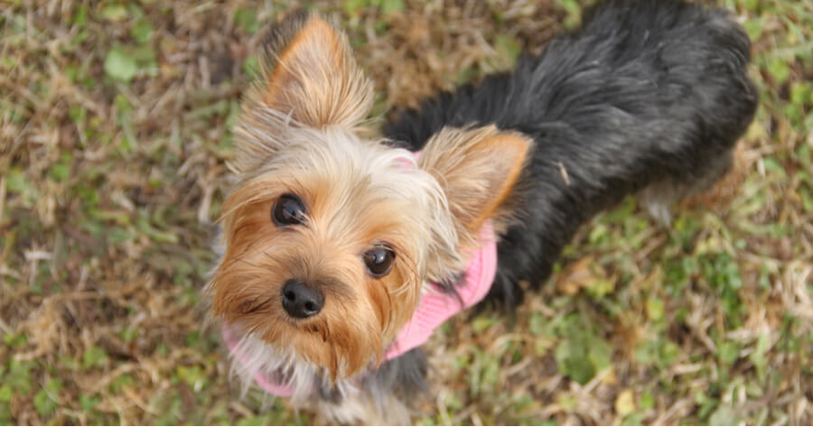 perro pequeño Yorkshire Terrier mira a la camara