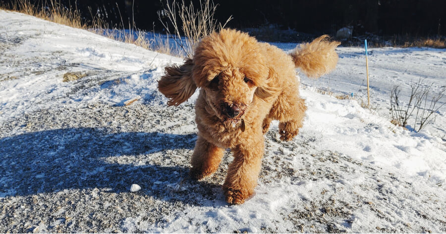 perro pequeño caniche sobre el suelo nevado