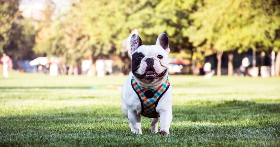 bulldog frances enfermedad respiratoria