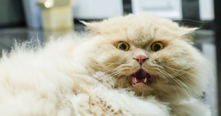 gato persa asustado gracioso