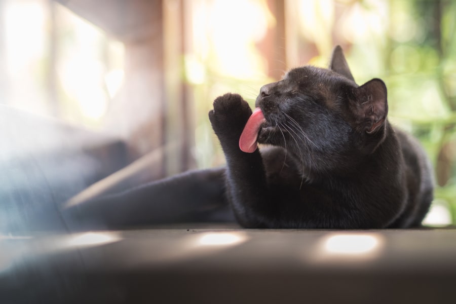 gato negro lamiendose