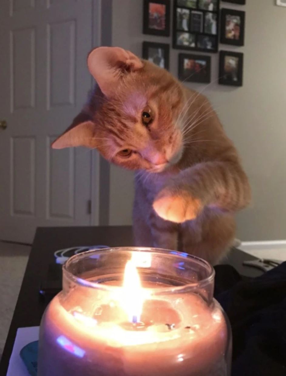 gato se quema con vela