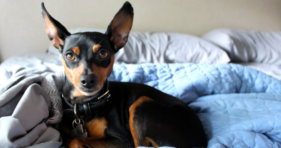 pinscher mini