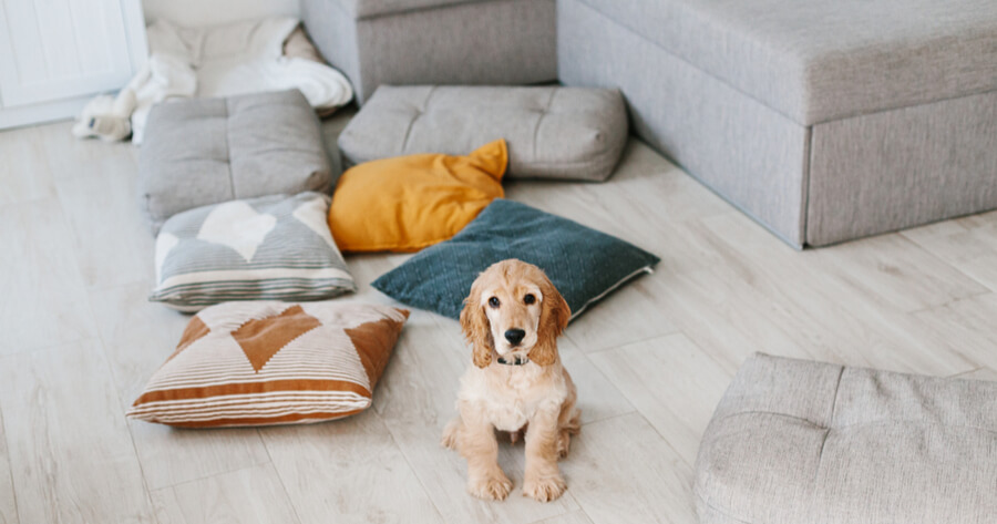 cocker cachorro salon