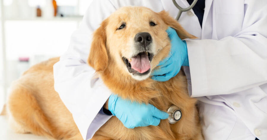 golden veterinario parasitos