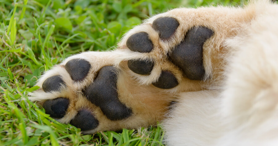 almohadillas cachorro golden