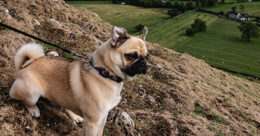 pug paseando montanas con correa