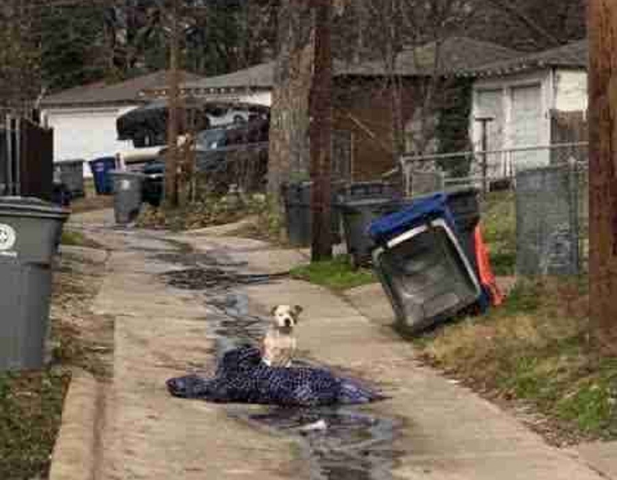 pitbull calle abandonado