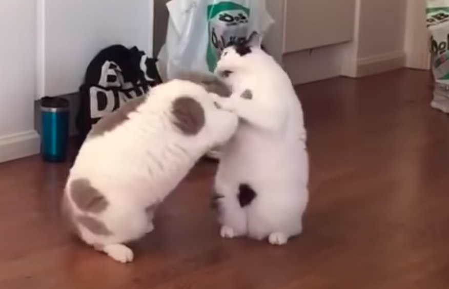 batalla de gatos youtube