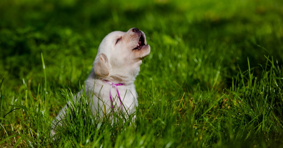 cachorro aullando en la hierba