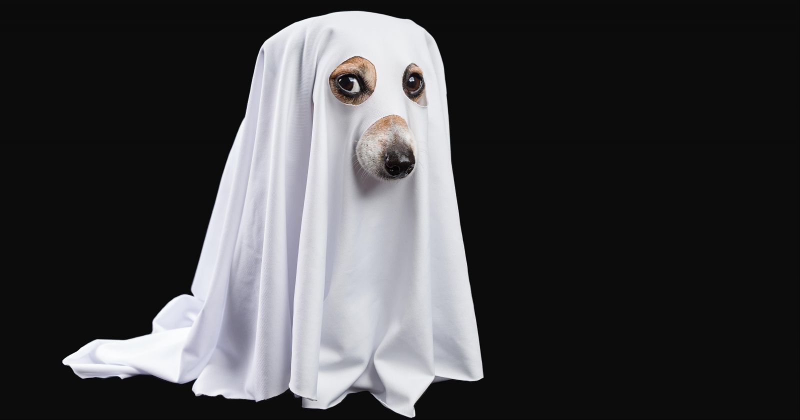 perro fantasma sabana blanca por la cabeza