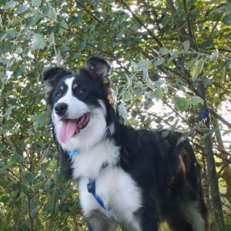 Cruce Pastor Belga Y Border Collie Día de Muertos: Heidi, Poff, Poppy... los perros y gatos que cuidan desde  el cielo al equipo de Wamiz