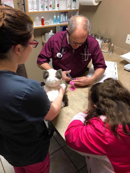 niña gata de peluche veterinario