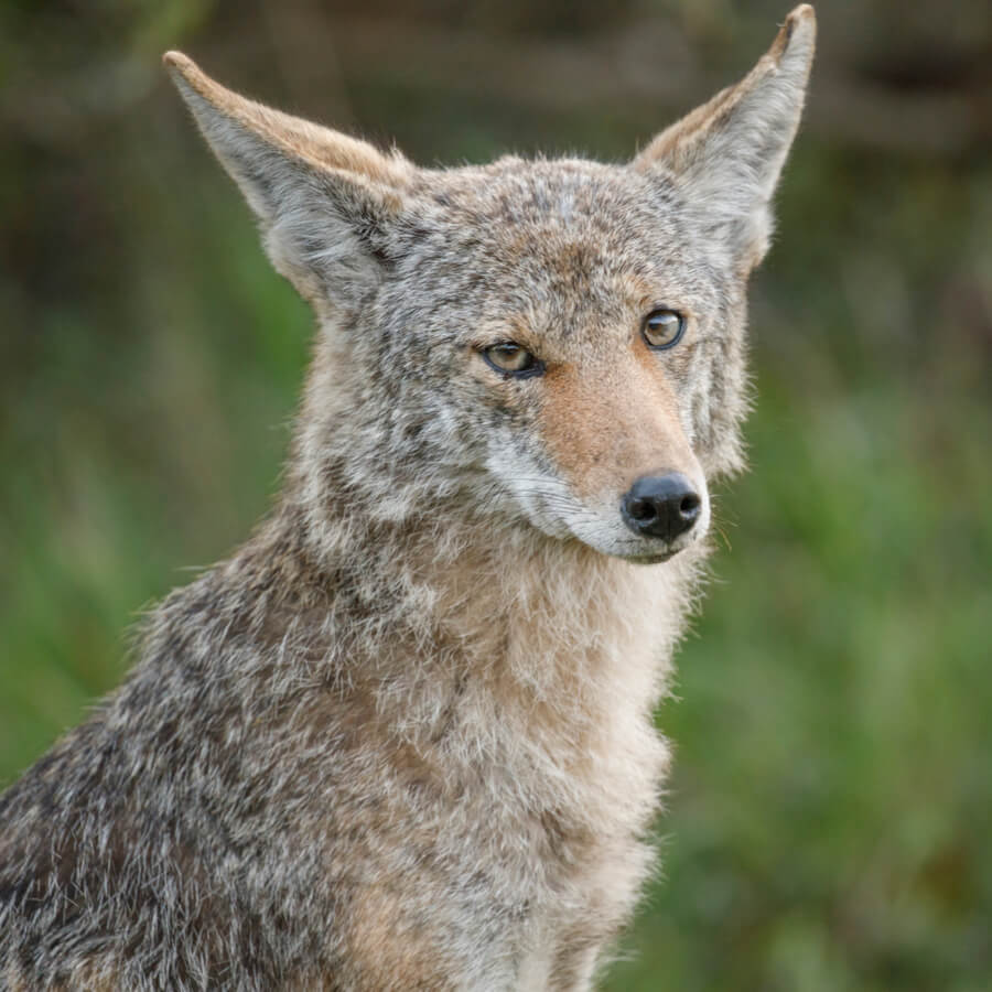 foto coyote