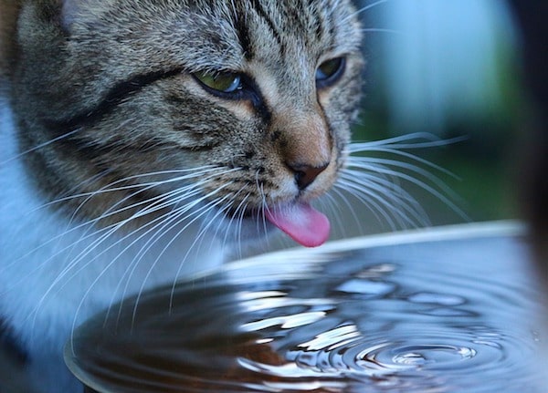 gato bebe agua en un tazón
