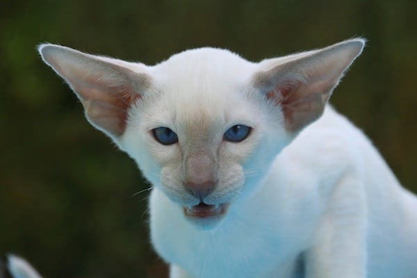 gato blanco agresivo