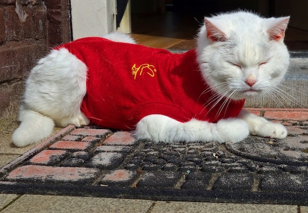 gato con sudadera roja