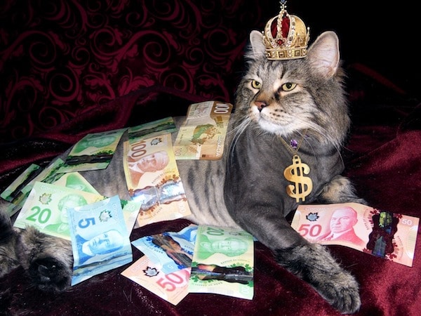 gato cubierto de dólares