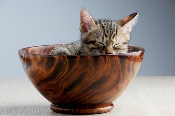 gato dentro de un tazón