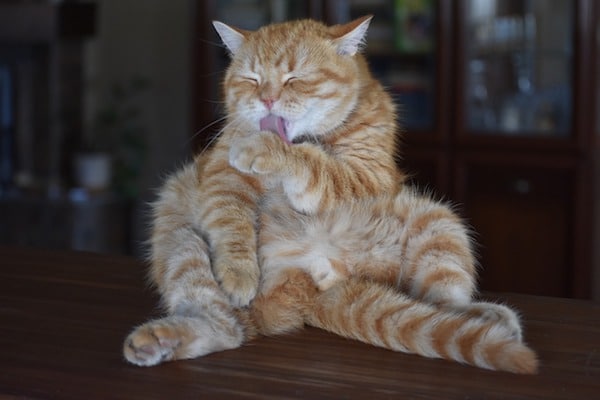gato sentado aseándose