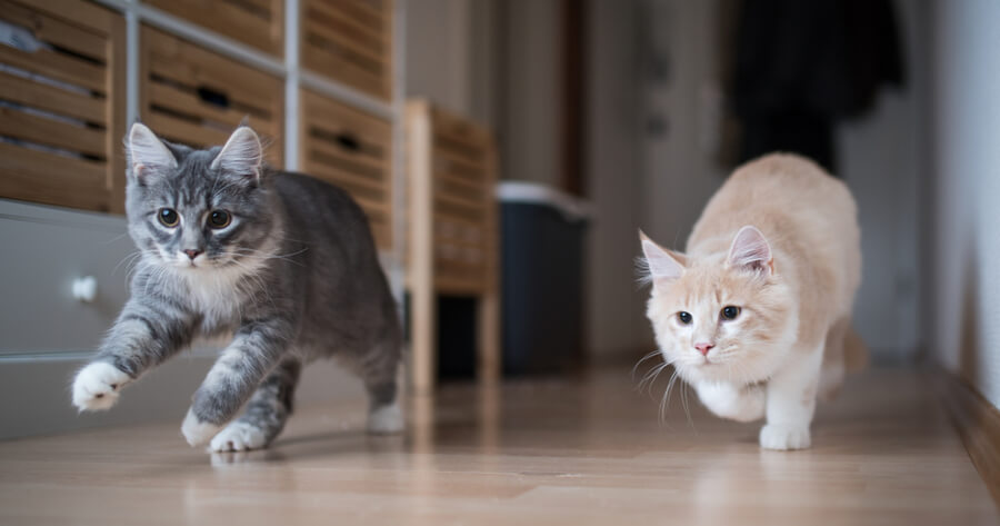 Two cats running in the house