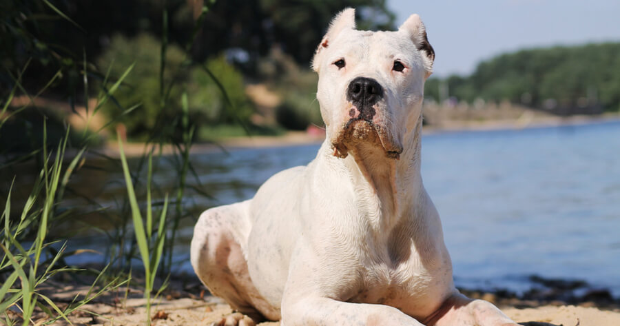 White dogo argentino dog