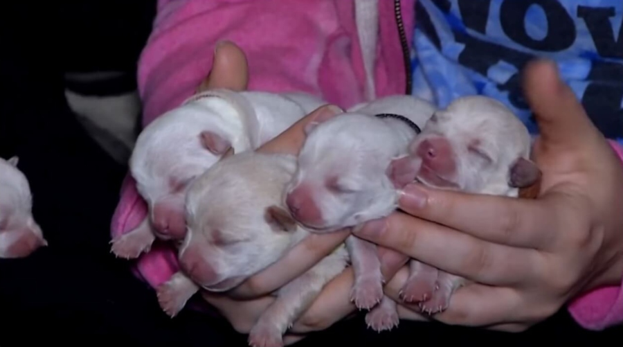 Chihuahua Welpen