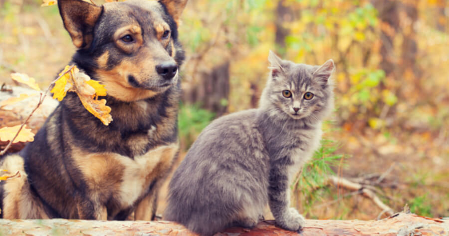 Hund und Katze im Wald