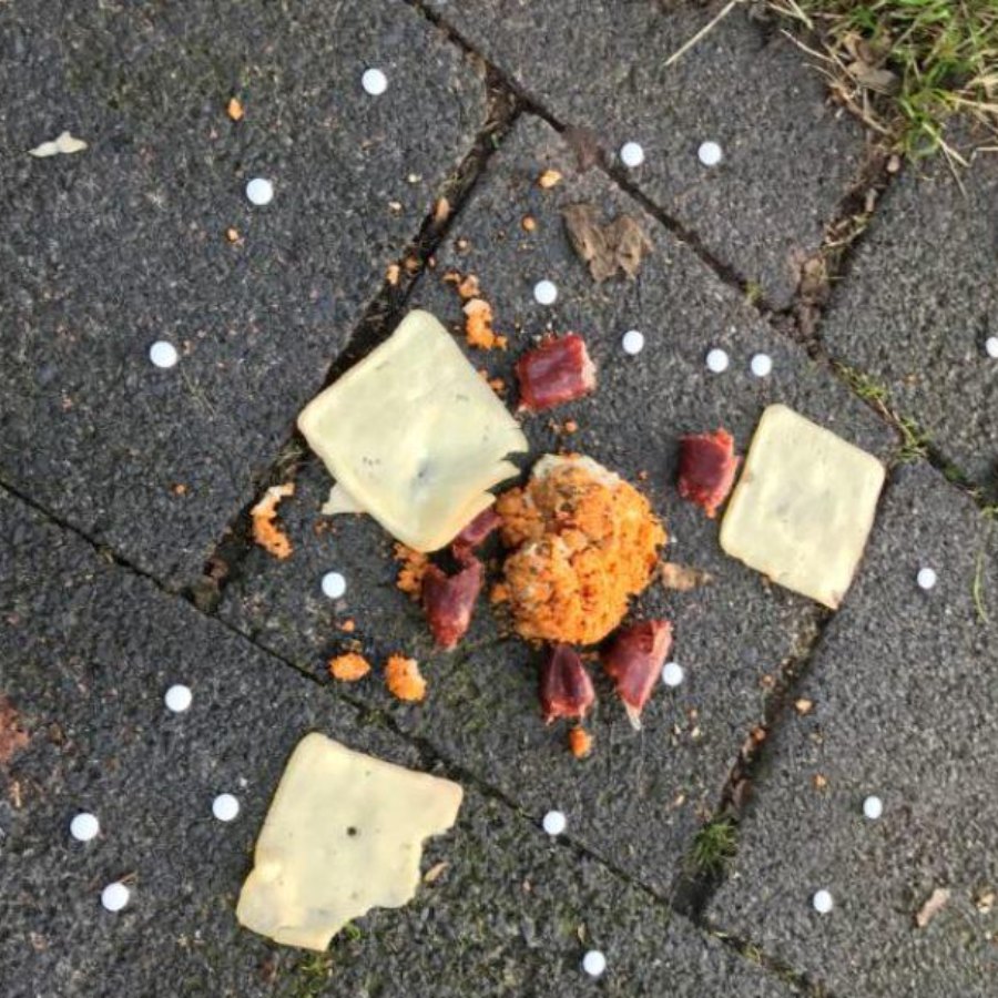 Der Giftköder