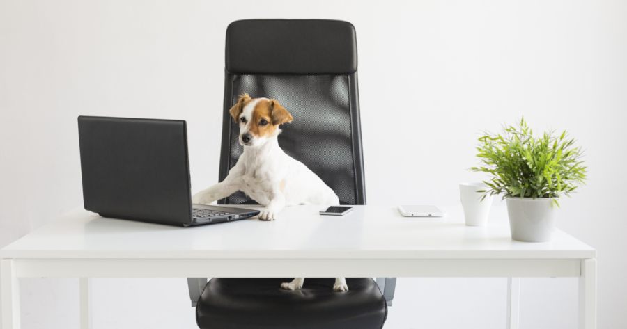 Hund auf Bürostuhl