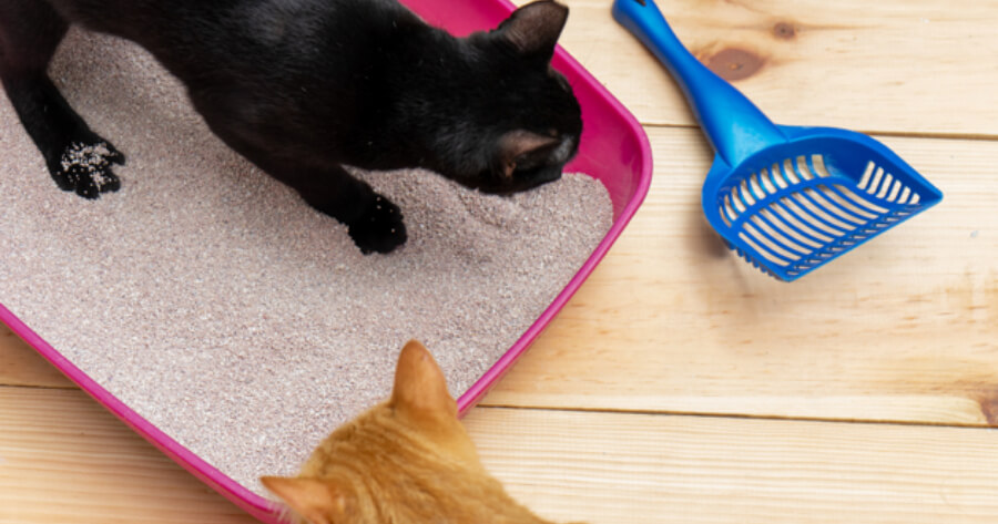 Katzen und Katzenstreu