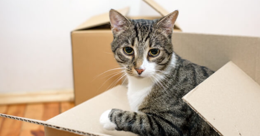 Katze schaut aus Karton