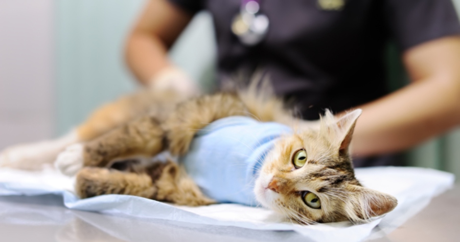 Katze wird sterilisiert