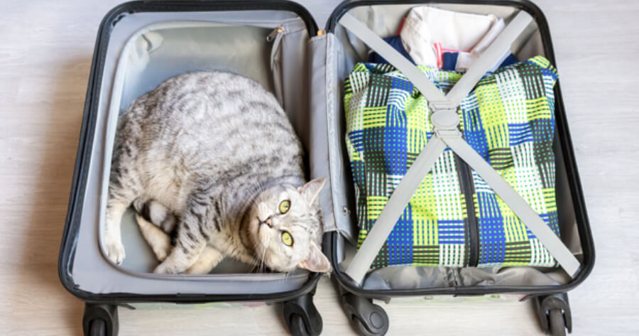 Katze im Koffer