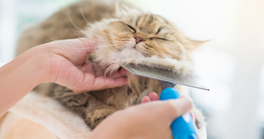 Katze gekämmt