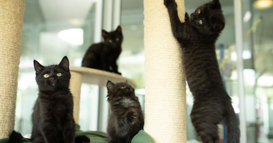 Den Kitten geht es gut