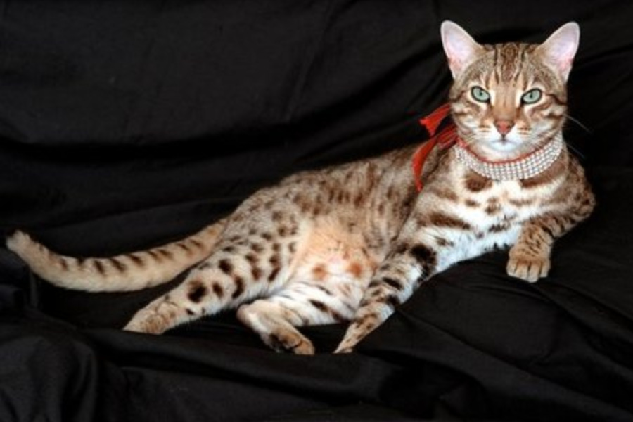 Cato teuerste Katze der Welt