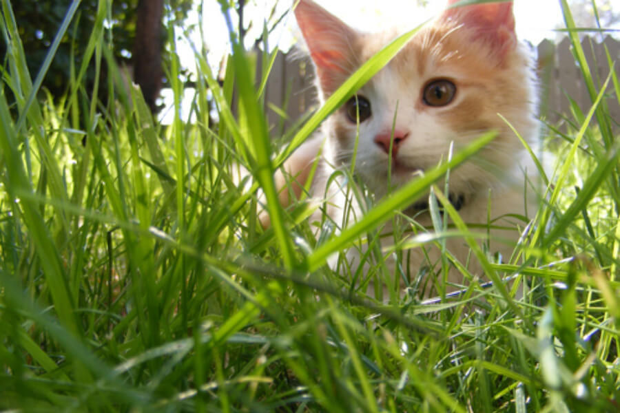 Kater Skippy