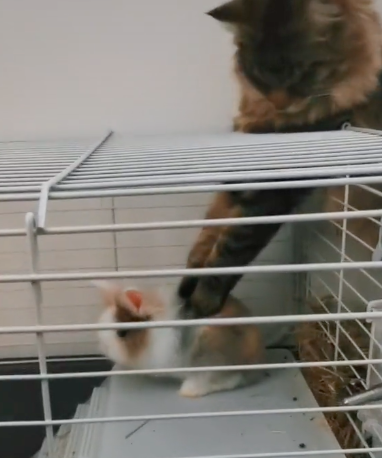 gato masajeando a un conejo