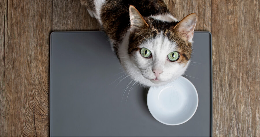 gato espera junto a un cuenco vacio de comida