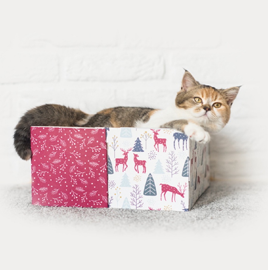 gato tumbado en caja SCHESIR de navidad