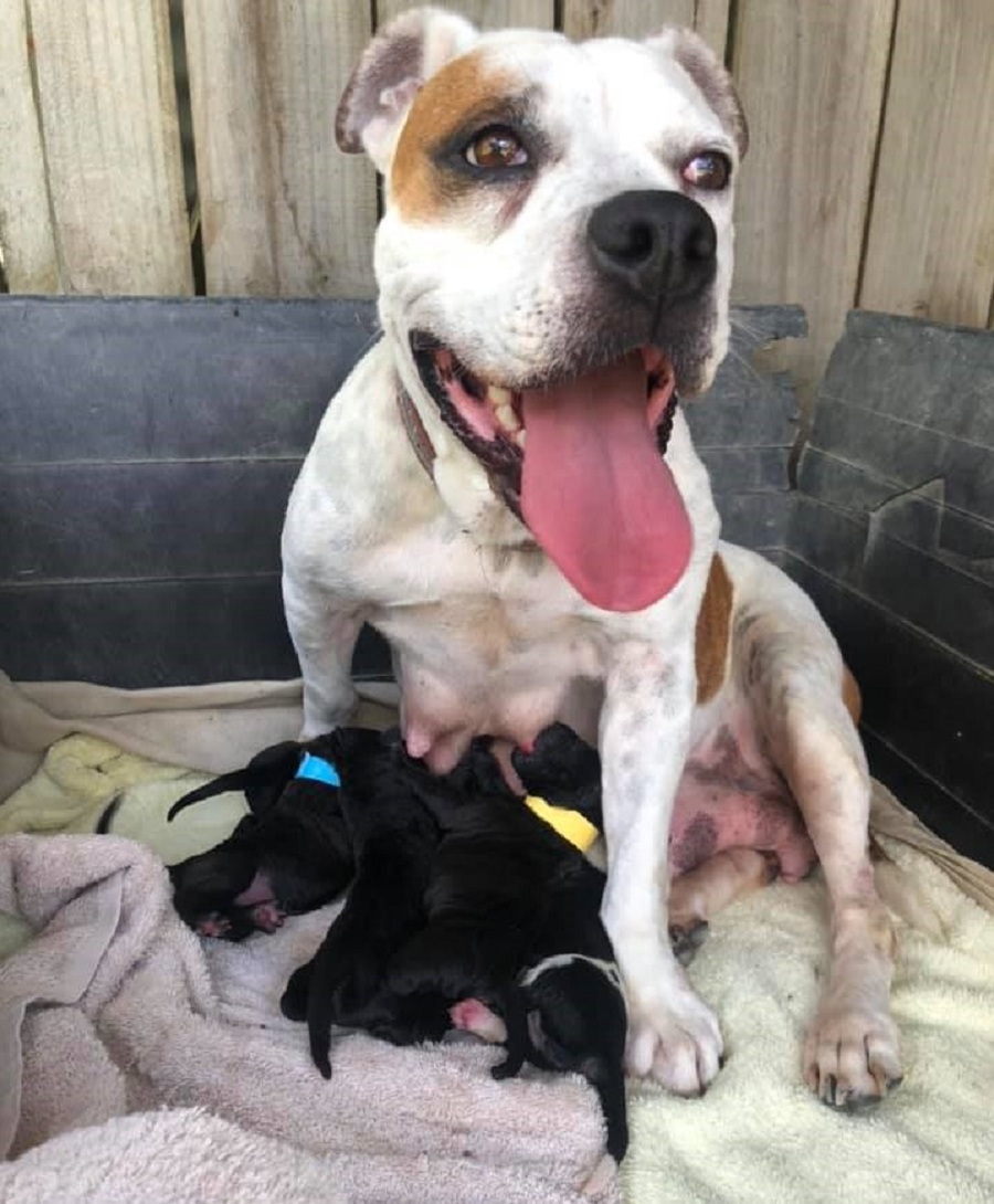 perra adulta rodeada de varios cachorros recien nacidos