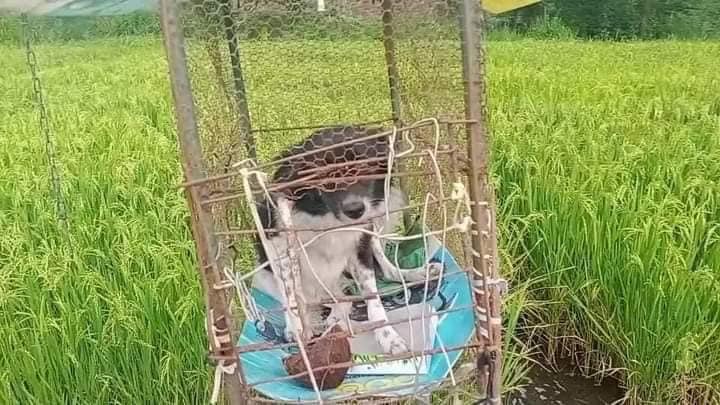perro espantapajaros