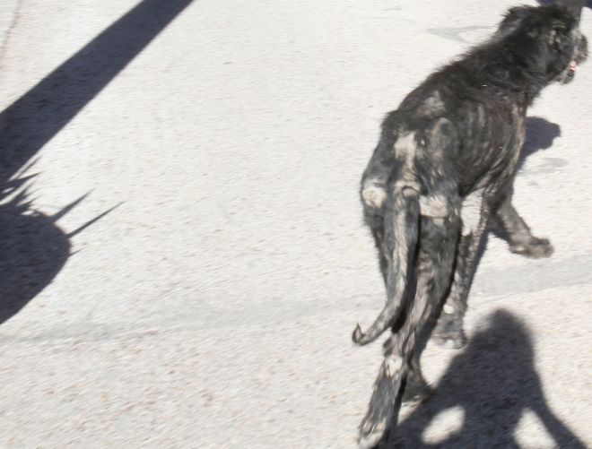 perro jose luis moreno maltratador animal